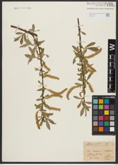 Foto von Salix alba L.